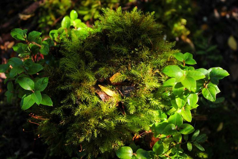 Cabanas Bosque Milenario Conaripe Bagian luar foto