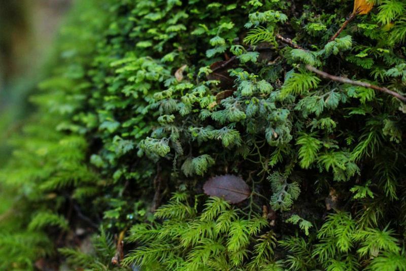 Cabanas Bosque Milenario Conaripe Bagian luar foto