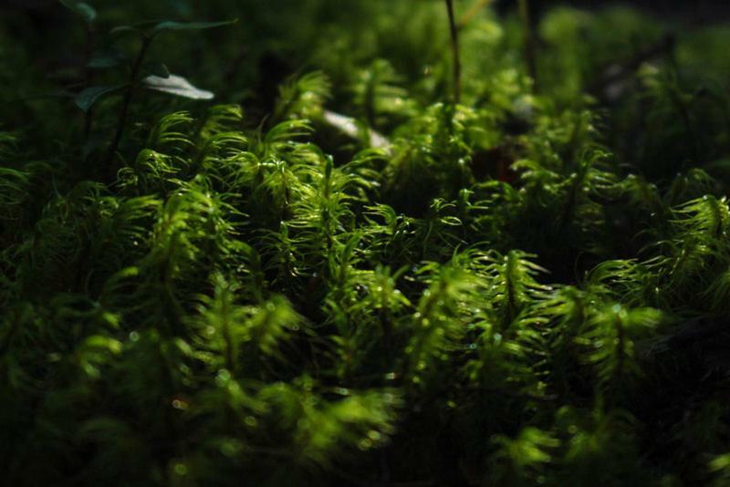 Cabanas Bosque Milenario Conaripe Bagian luar foto