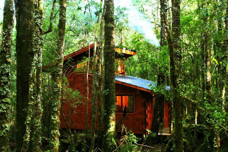 Cabanas Bosque Milenario Conaripe Bagian luar foto