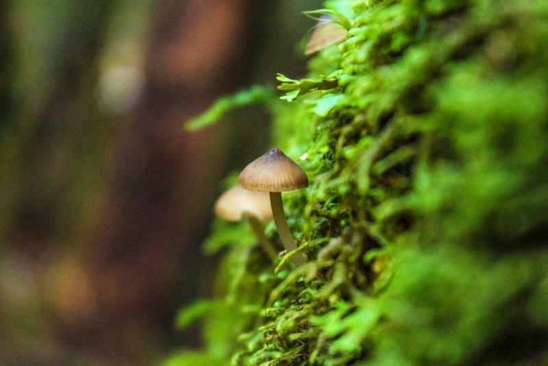 Cabanas Bosque Milenario Conaripe Bagian luar foto